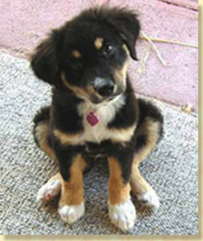 Pets and living trusts